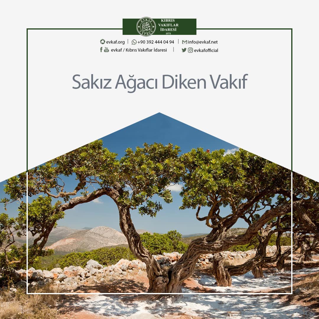 Sakız Ağacı Diken Vakıf.