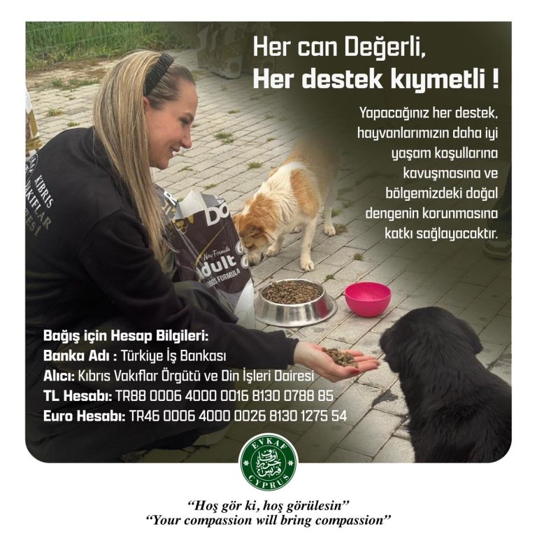 We haven’t forgotten our furry friends on April 4th, World Street Animals Day.